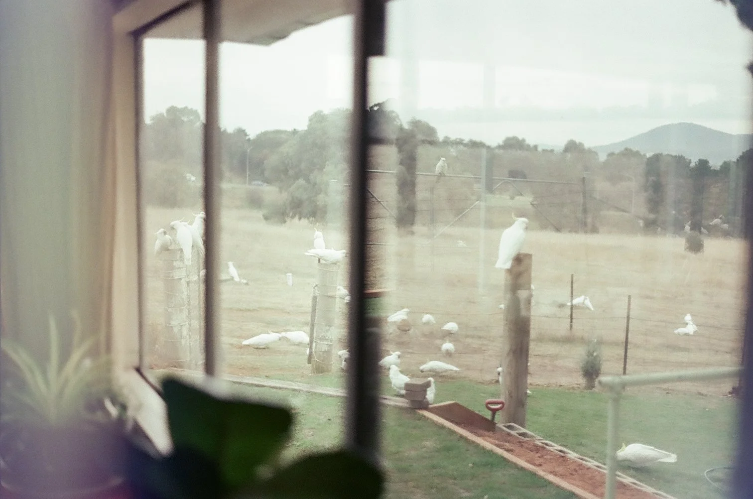 View of a farmyard with several white ducks and geese outside, viewed through a window with metal bars and a lace curtain.