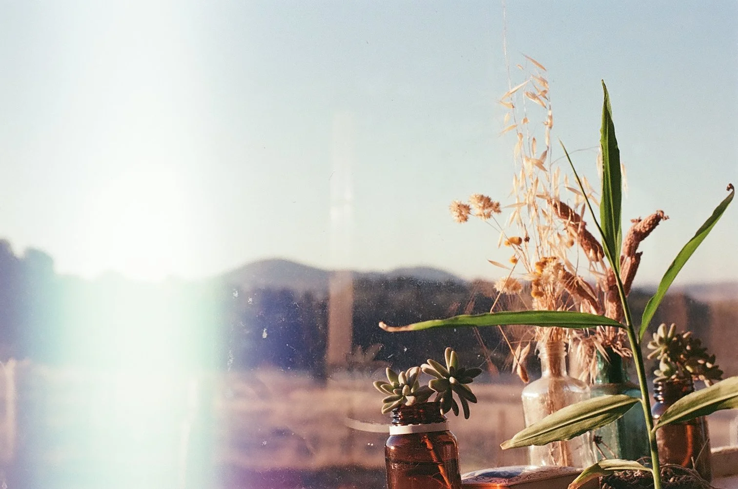 Sunlight streaming through a window onto a collection of potted plants, including a succulent and dried grasses, on a windowsill with mountains in the distance.