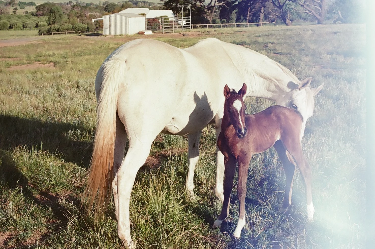 A white mare standing in a grassy field with a small brown foal next to her. The background features a rural farm setting with buildings and trees.