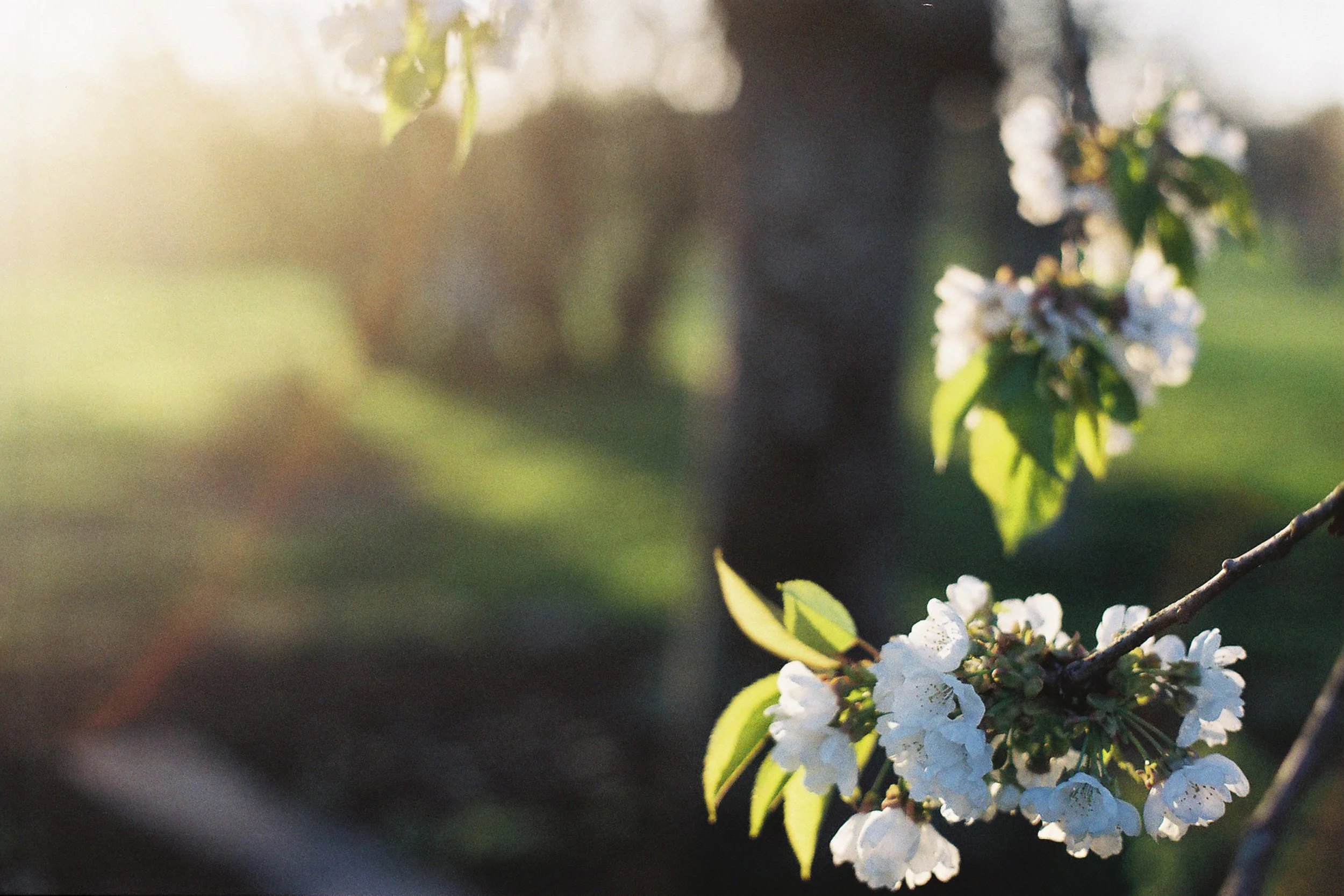 Close-up of white blossoms on a tree branch with green leaves, bathed in soft sunlight.