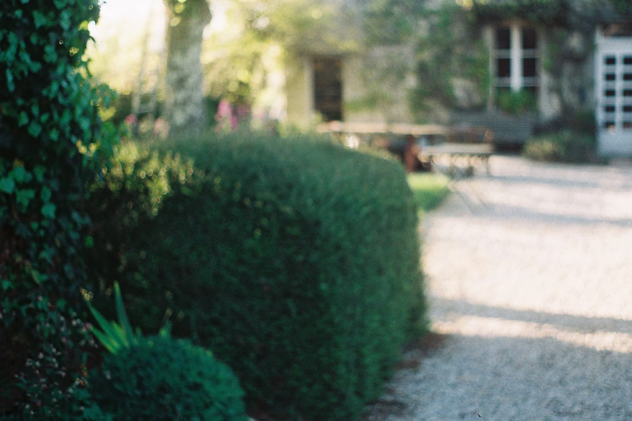 A blurry outdoor scene showing greenery on the left side and a sidewalk on the right side with benches and trees in the background, illuminated by sunlight.