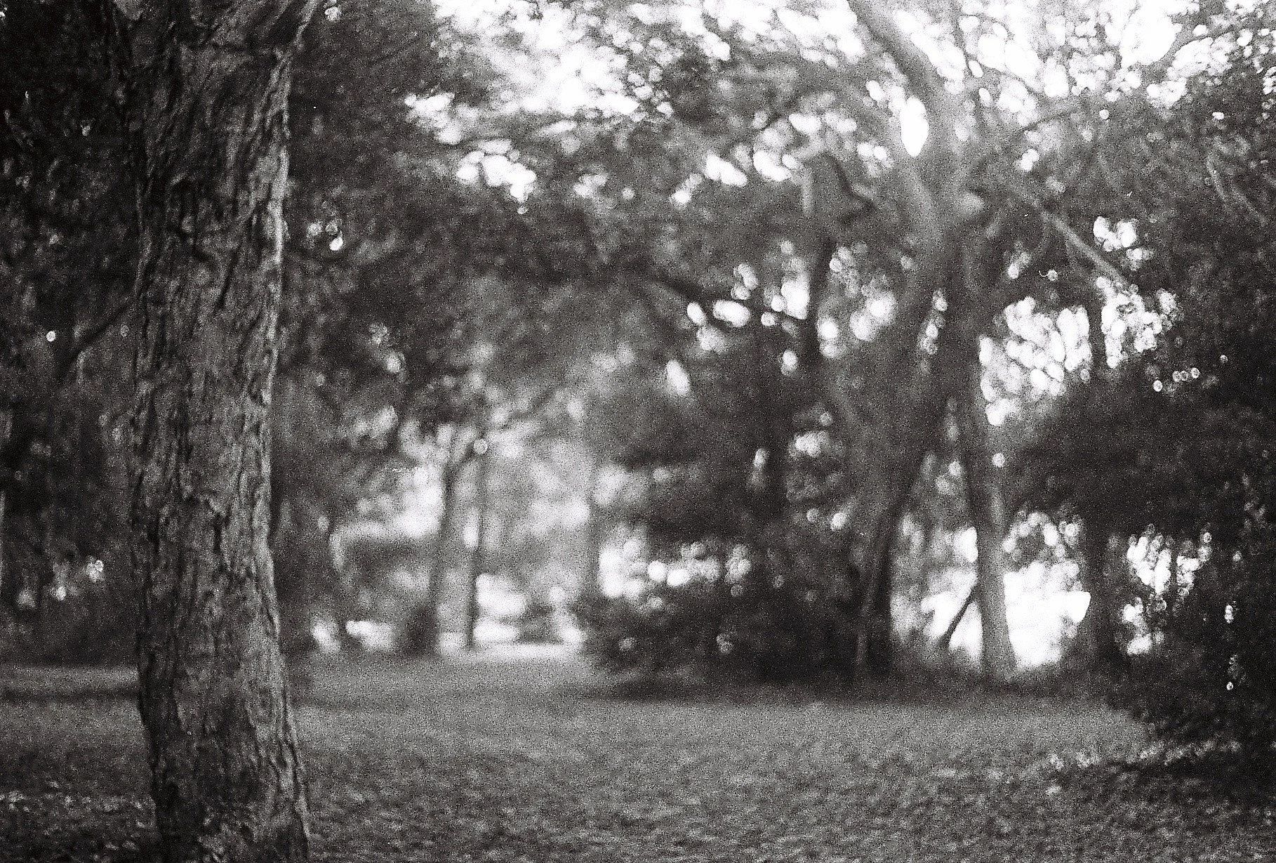 Black and white photo of trees in a forest with sunlight filtering through the leaves, highlighting the texture of a large tree trunk on the left side.