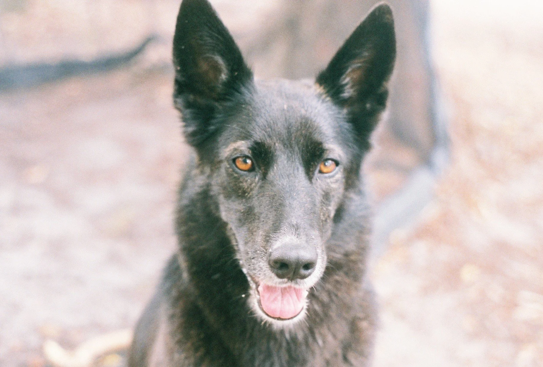 A black dog with tan eyes and its mouth open, showing pink tongue, standing outdoors on a dirt ground.