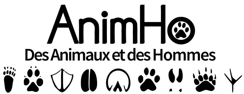 logoAnimHo.jpg