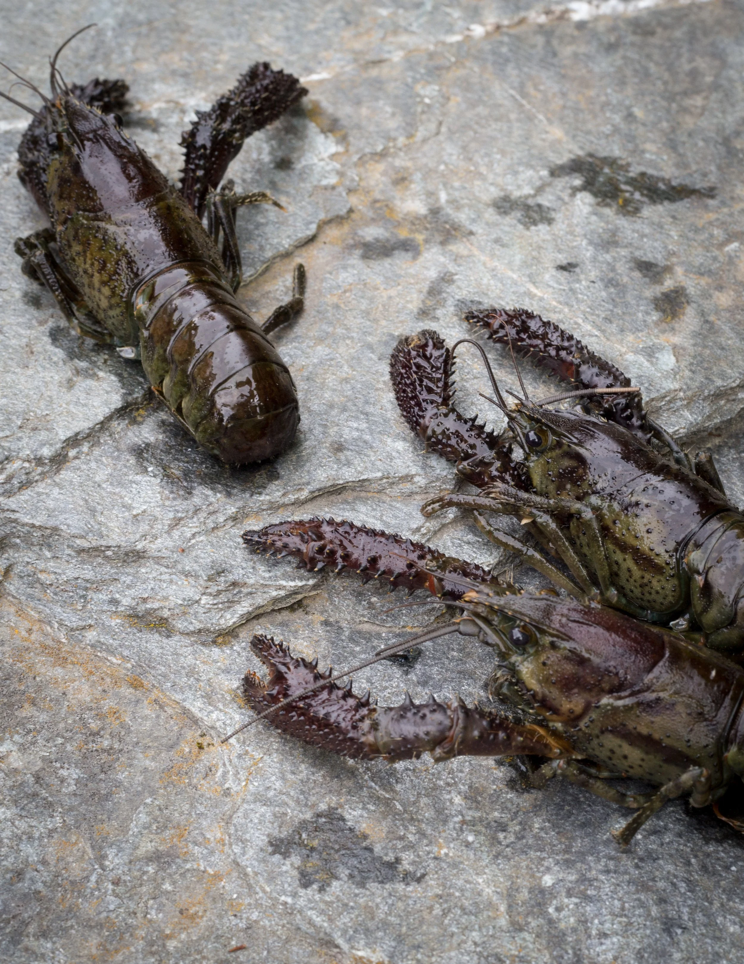 Close-up of a large lobster on a rocky surface with smaller lobsters nearby.