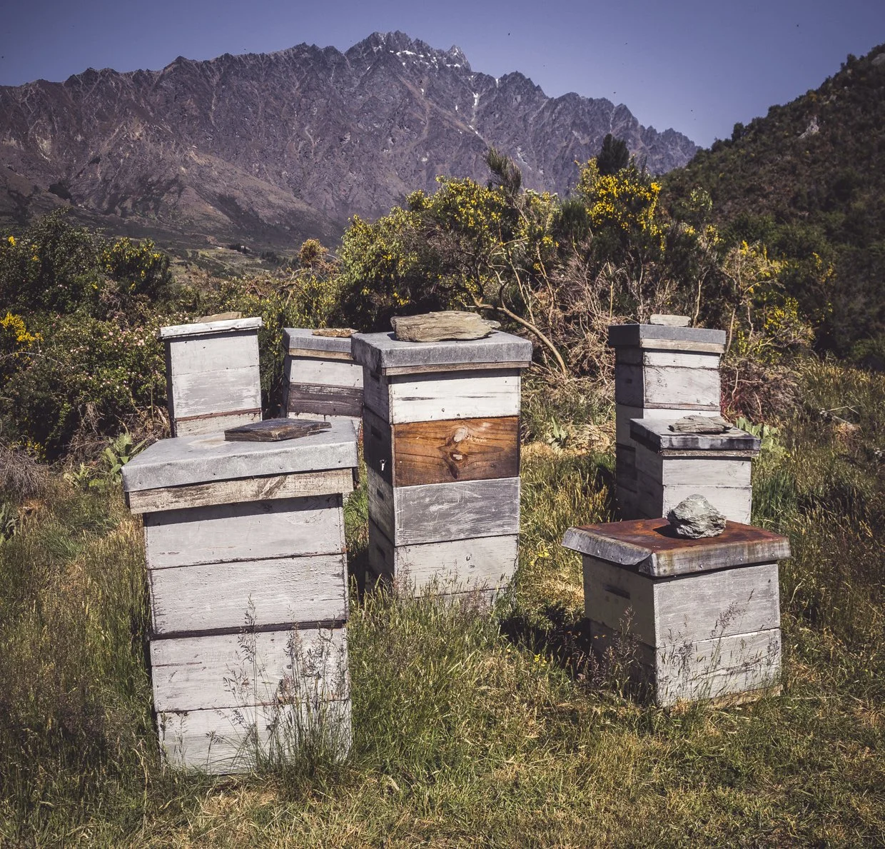 Five wooden beehives painted light gray with some metal and wood lids, set in a grassy field with shrubs and wildflowers, mountains in the background under a clear blue sky.