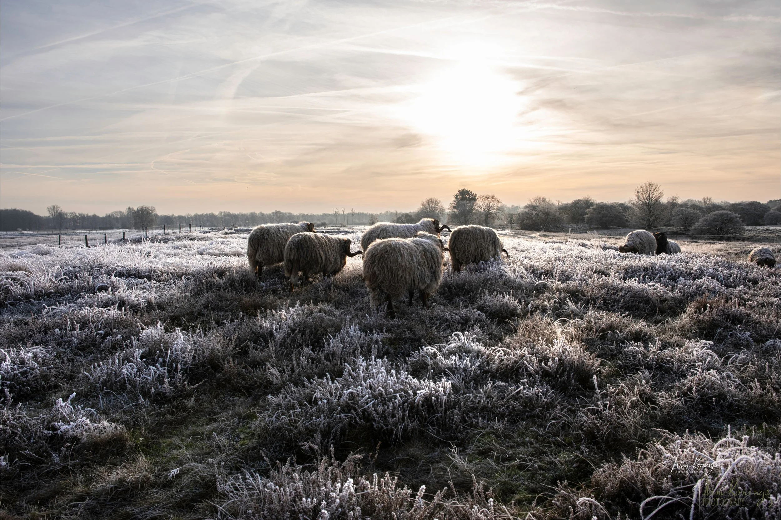 00057_DSC_8639-koude nachtt.jpg