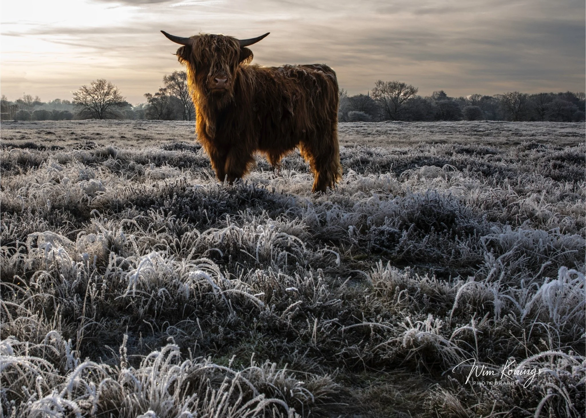00058DSC8710 Schotse Hooglander - 1.jpg