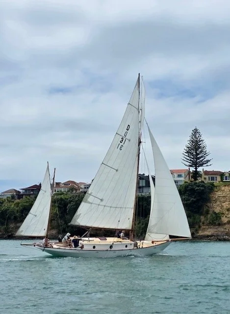 A sailboat with white sails on the water near a coastal area with houses and a tree in the background.