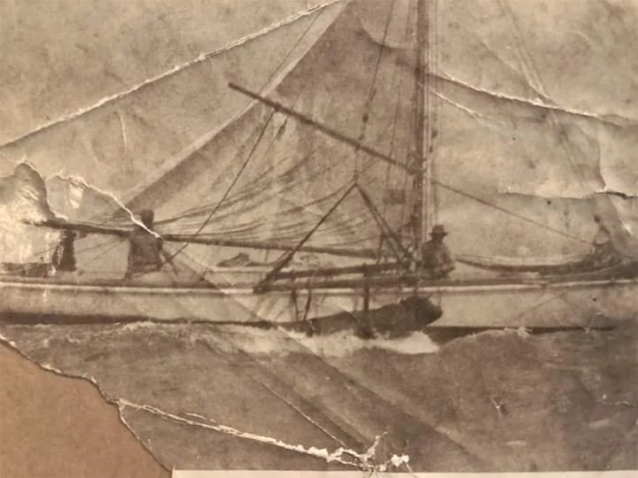 Transporting bull from Tiritiri Matangi to Whangaparaoa.