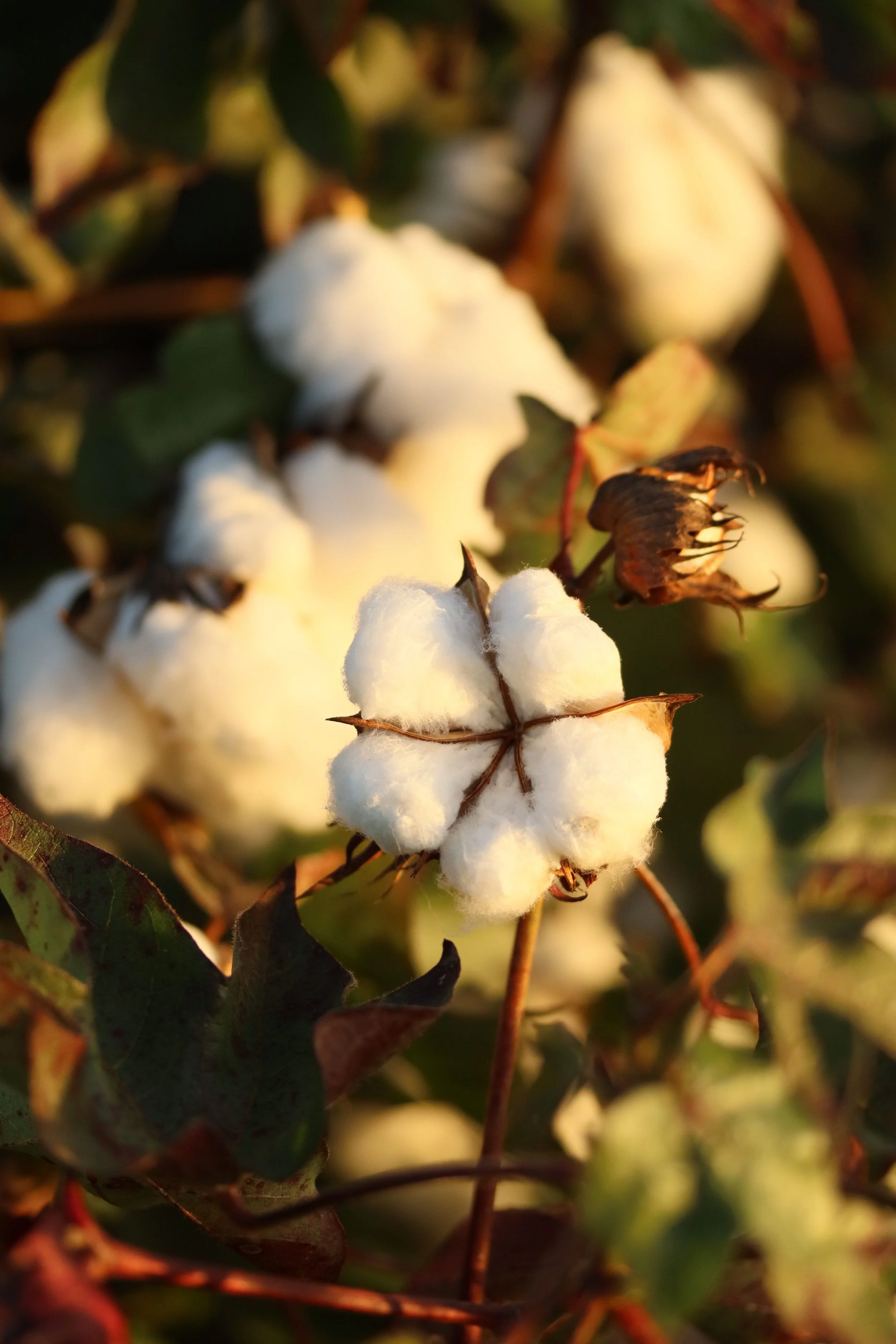 Cotone bianco tra foglie verdi e marroni, in primo piano.