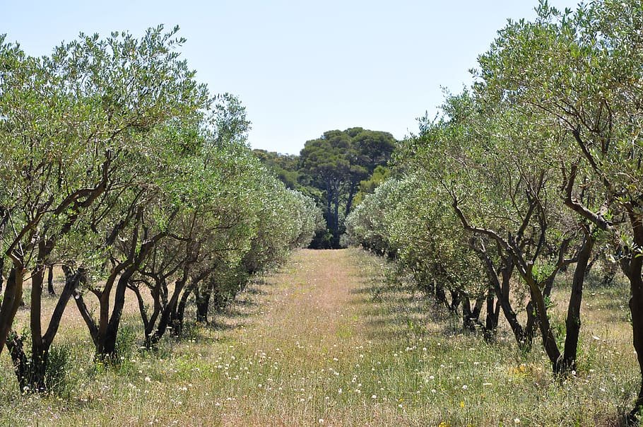 france-hyeres-porquerolles-green.jpeg