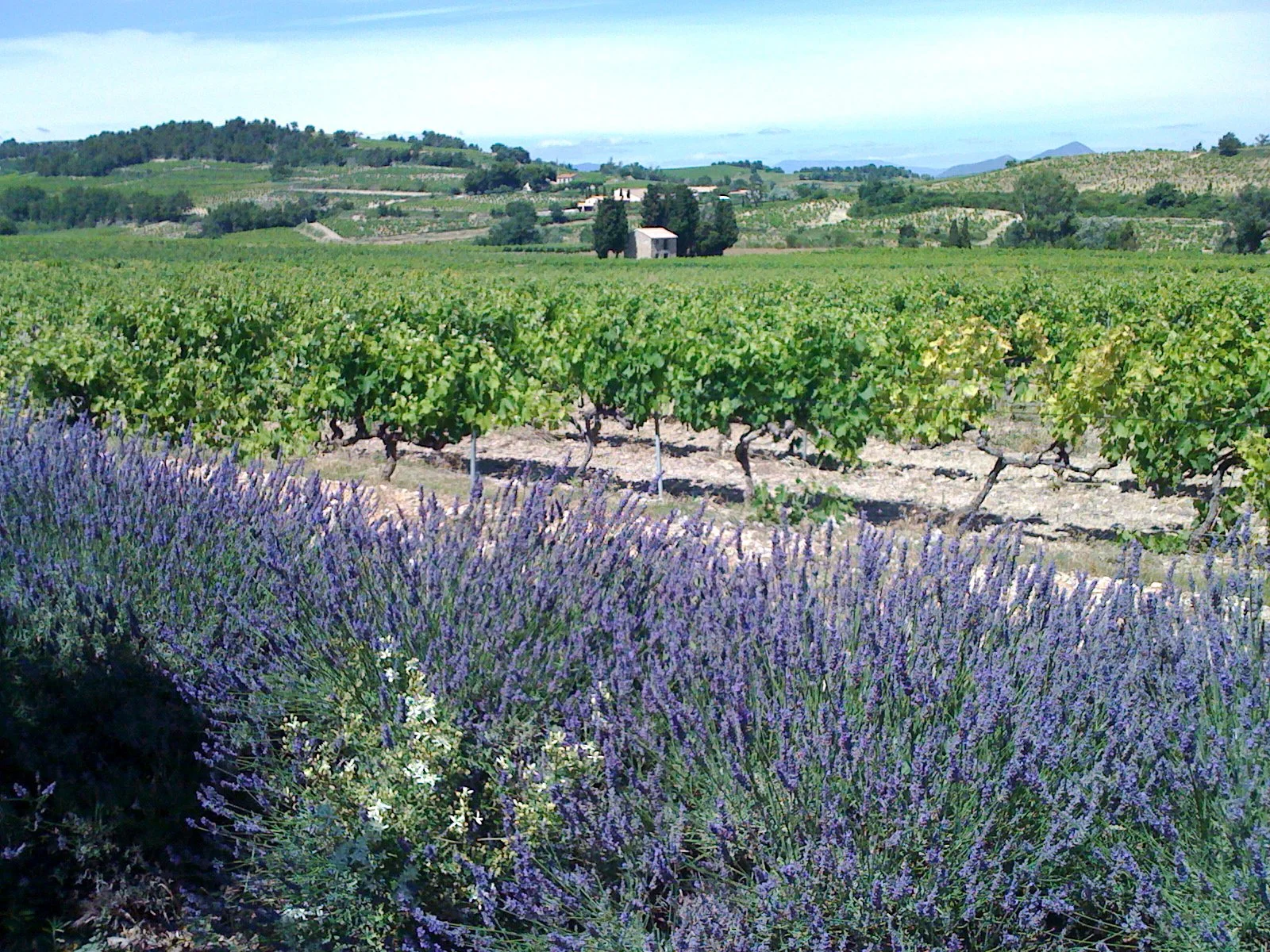 Cave_de_Cairanne_vineyard_and_lavender.jpeg