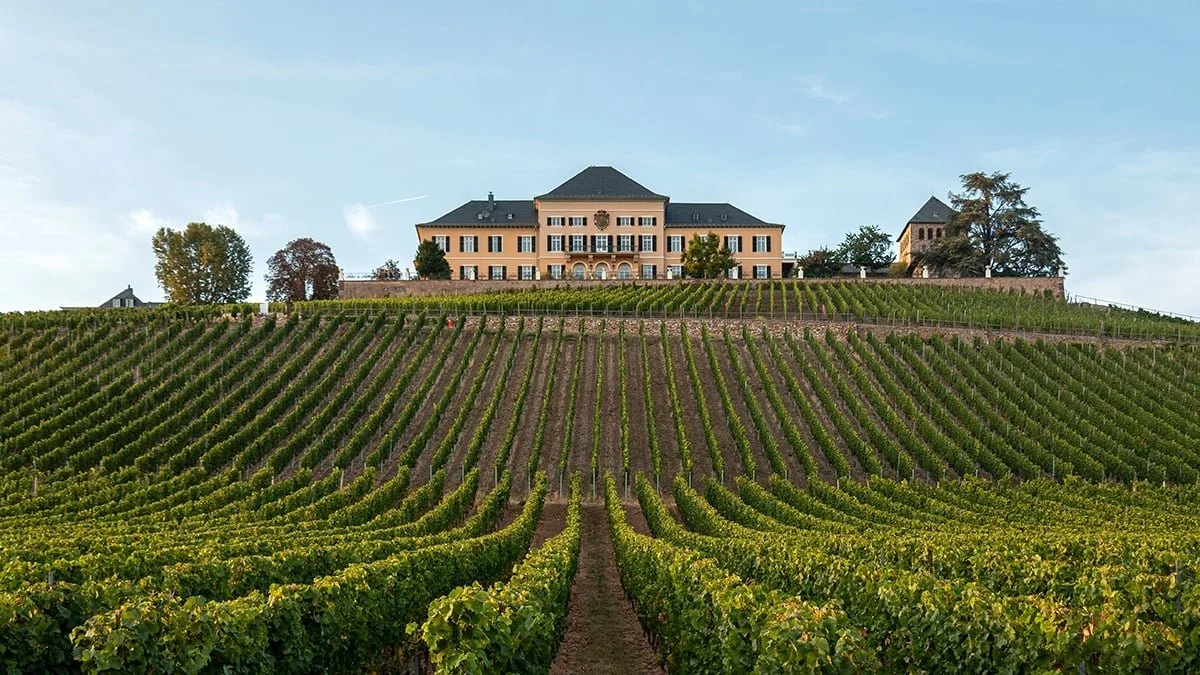 Schloss-Johannisberg-Vineyard.jpeg
