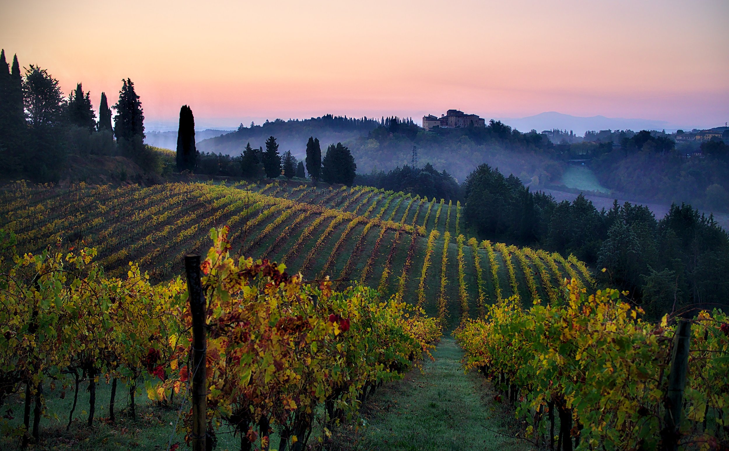 Vineyards_in_Tuscany_quality_image.jpeg