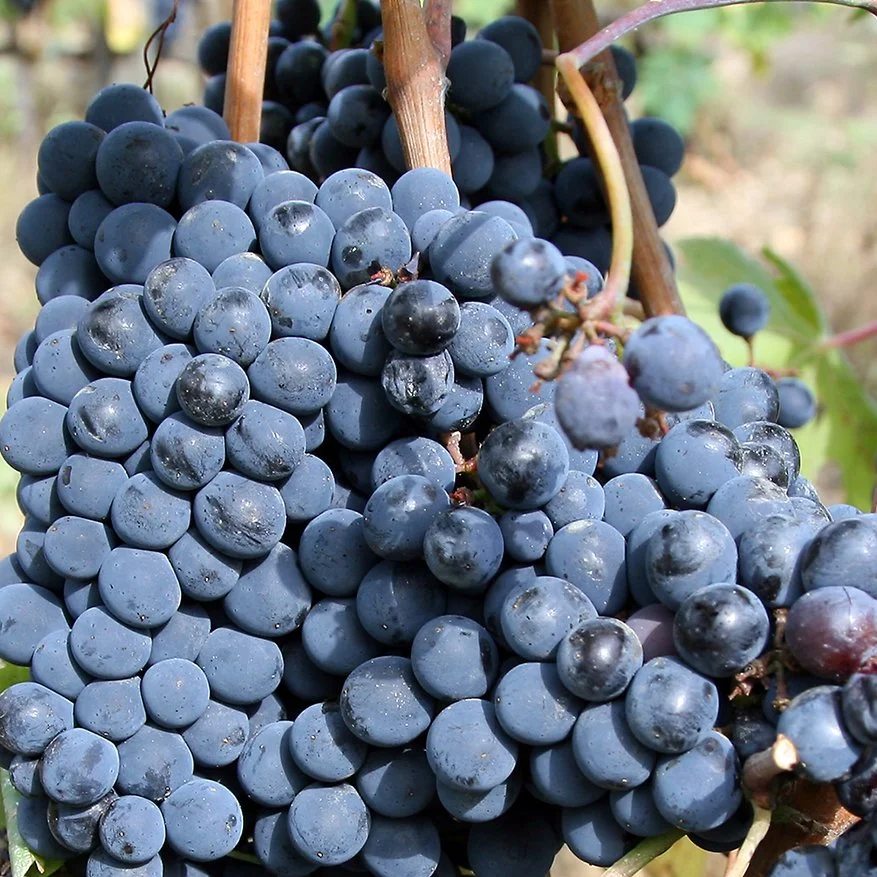 Sangiovese_grapes_for_chianti.jpeg