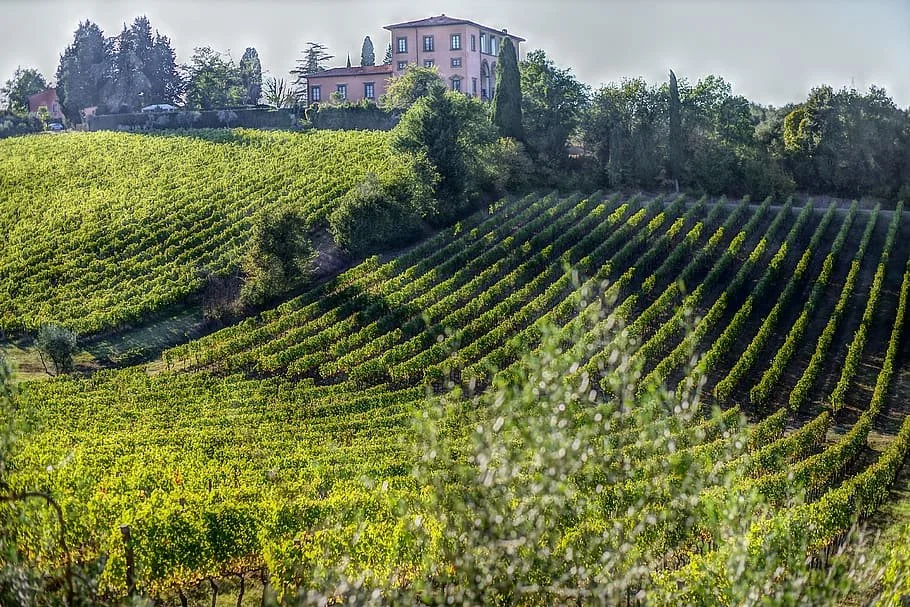 wine-vintage-grapes-olivo.jpeg