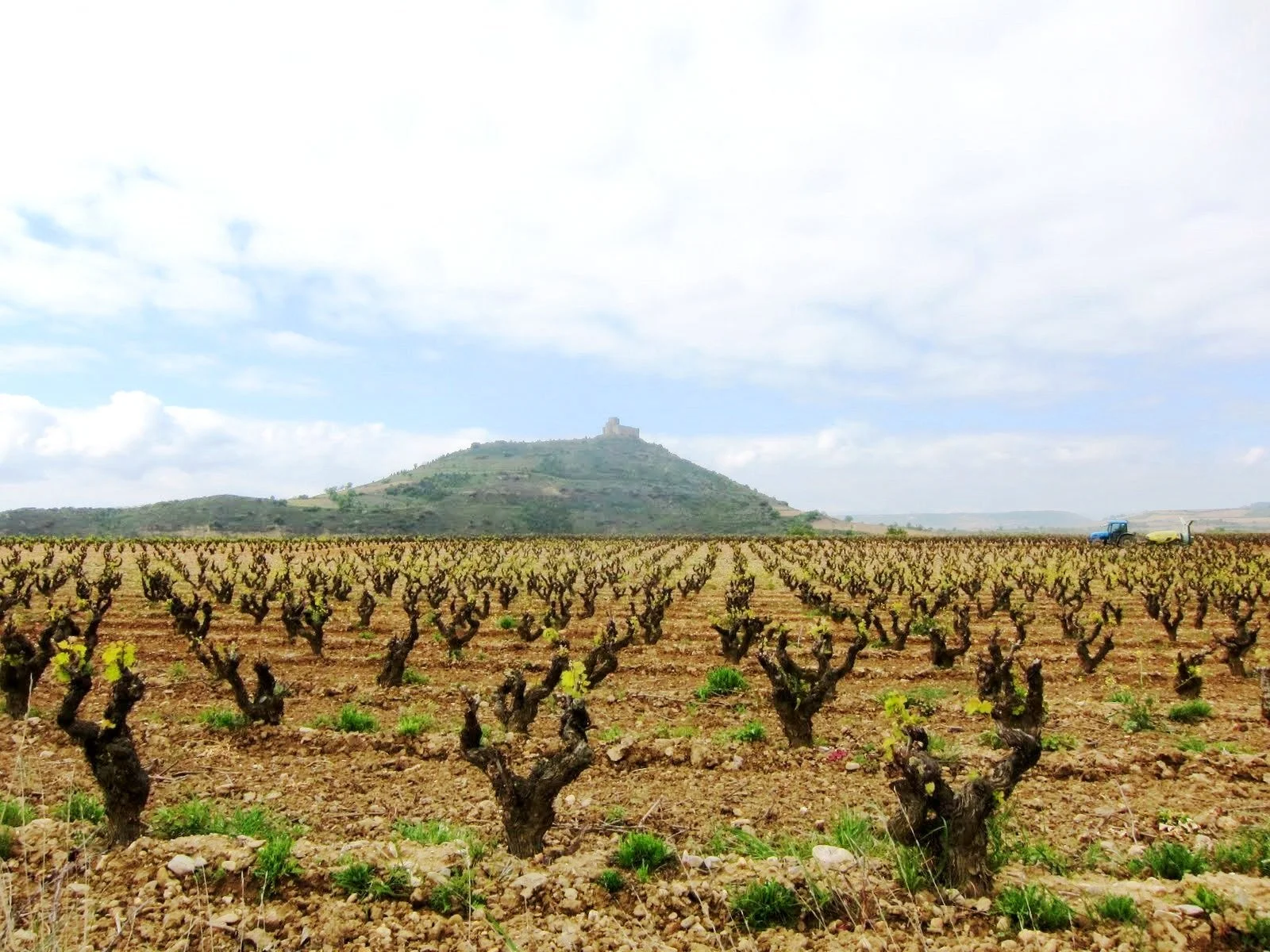 A_Rioja_Vineyard_-_panoramio.jpeg