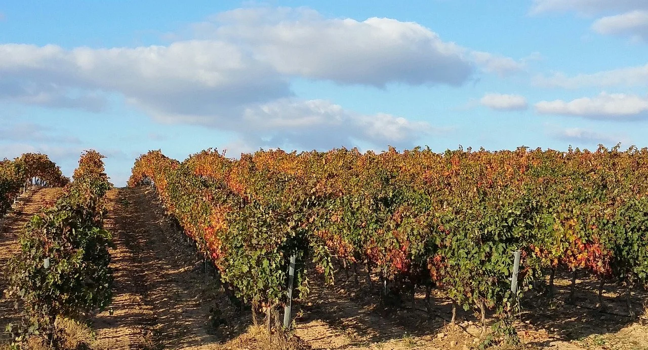 vineyard-1014885_1280.jpeg