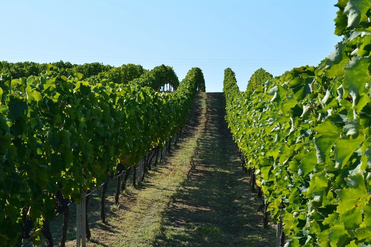 vineyard-1798049_1280.jpeg