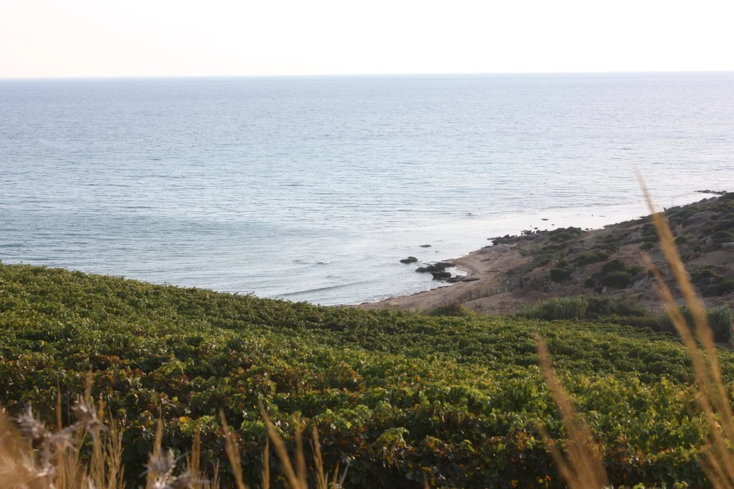 Vineyard_along_the_coast_in_Sicily.jpeg