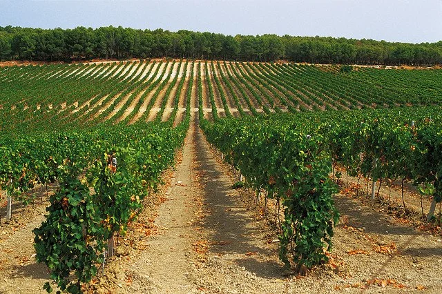 Vigneto_in_Sicilia.jpeg