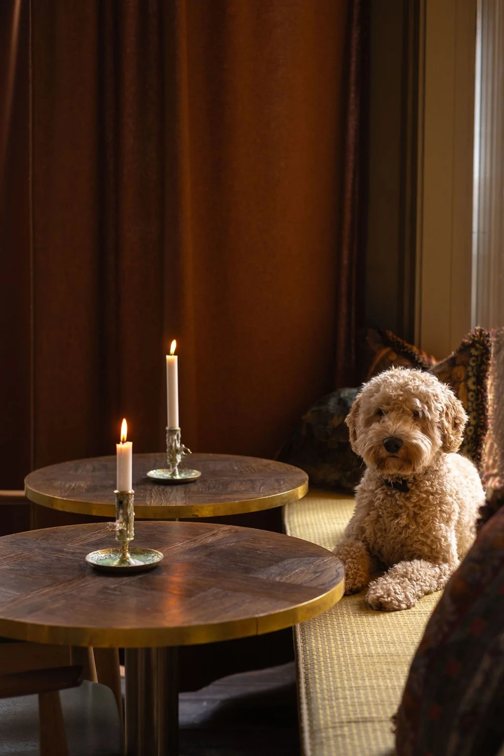 En bedårende liten hund som sitter på en benk ved et rundt bord med to tente lys, i en koselig, mørk stue med brune gardiner og puter.