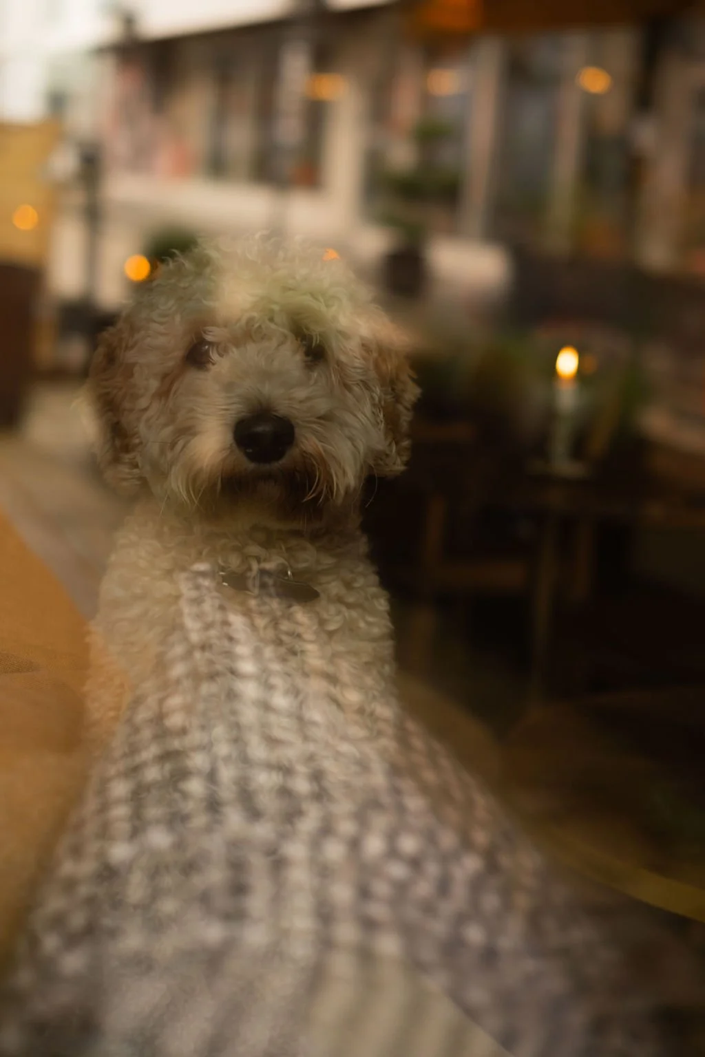En idéel hund, mest sannsynlig en puddel, med krøllete pels, som sitter i et rom med belysning fra stearinlys i bakgrunnen.