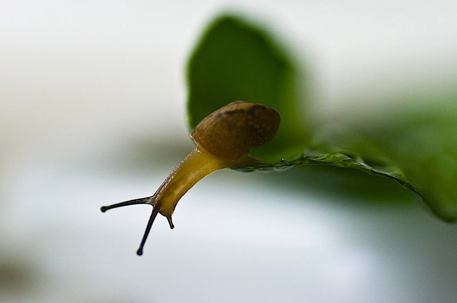 Close-up of a small snail with a dark brown shell and a beige body on the edge of a green leaf.