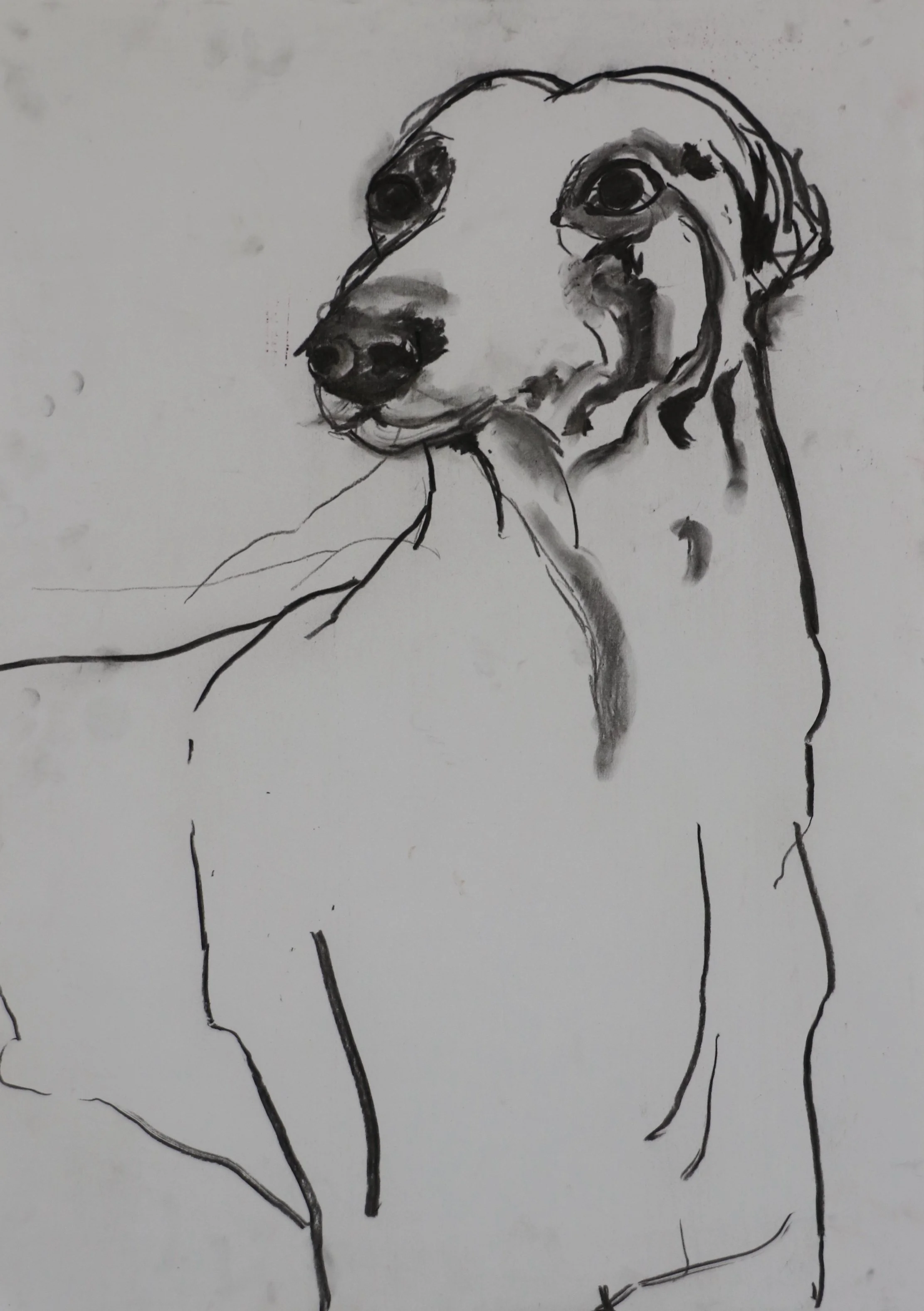HUND I   Kohle auf Papier   45 cm x 32 cm   2024