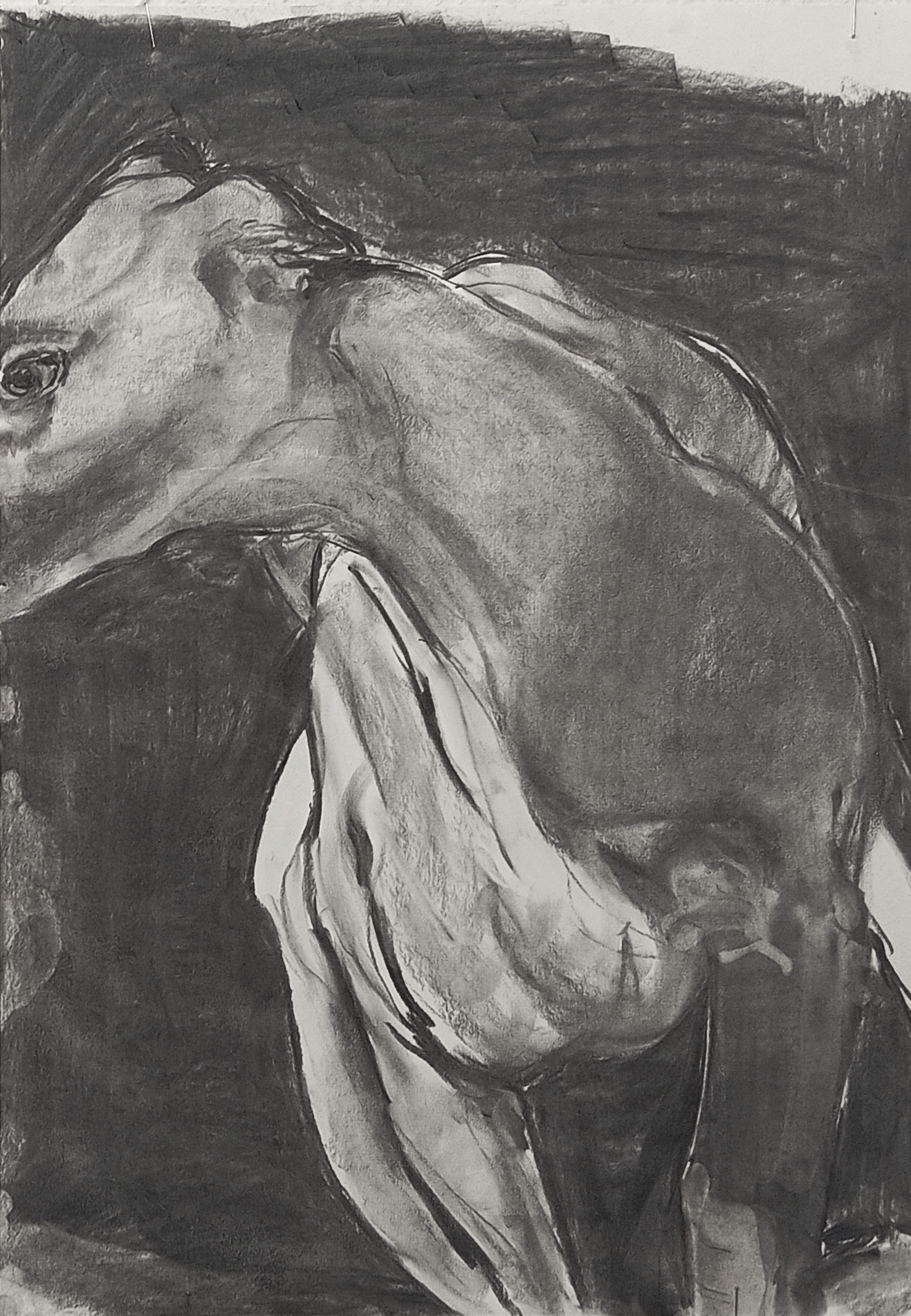 HUND II   Kohle auf Papier   45 cm x 32 cm   2024