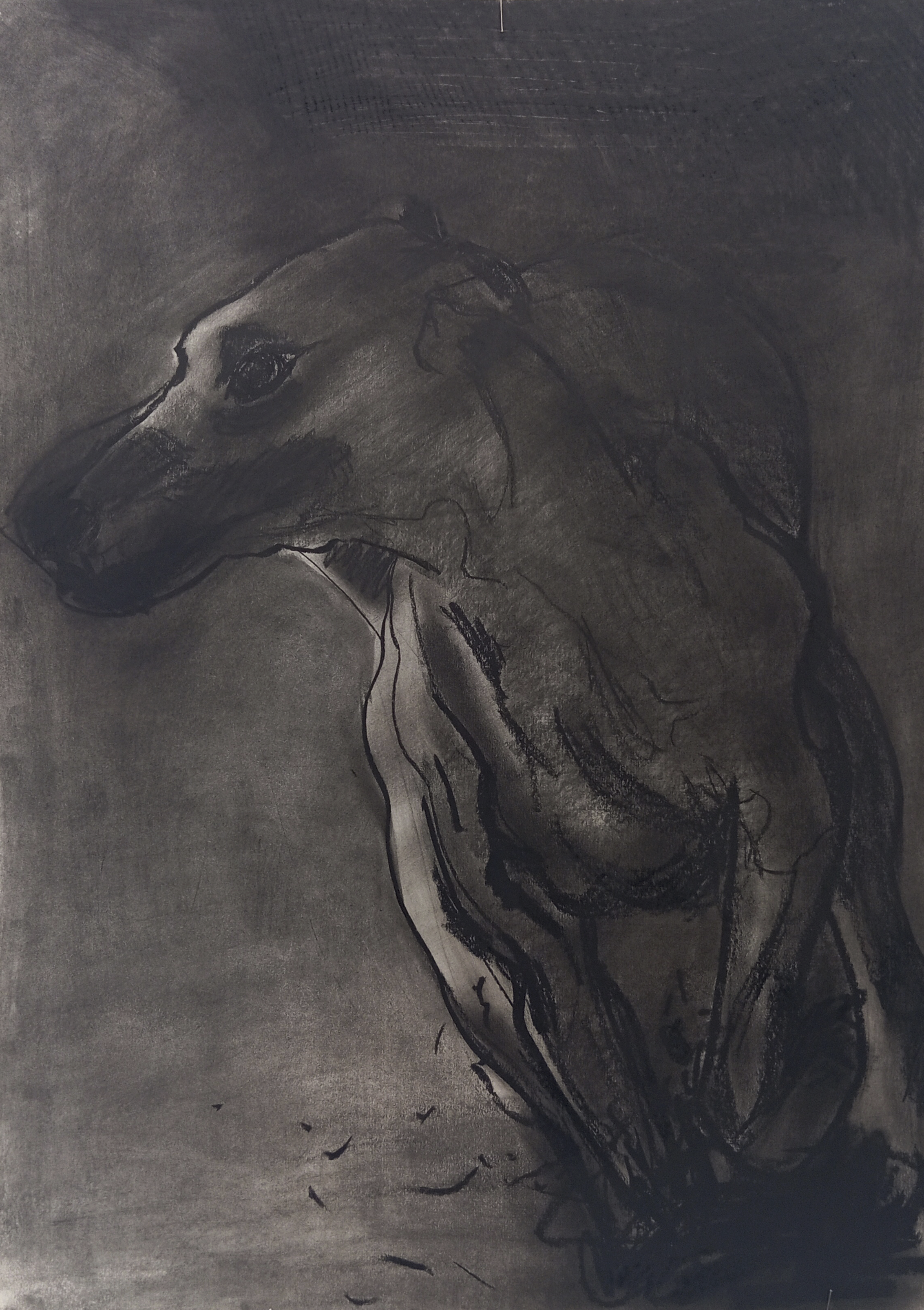 HUND III   Kohle auf Papier   45 cm x 32 cm   2024