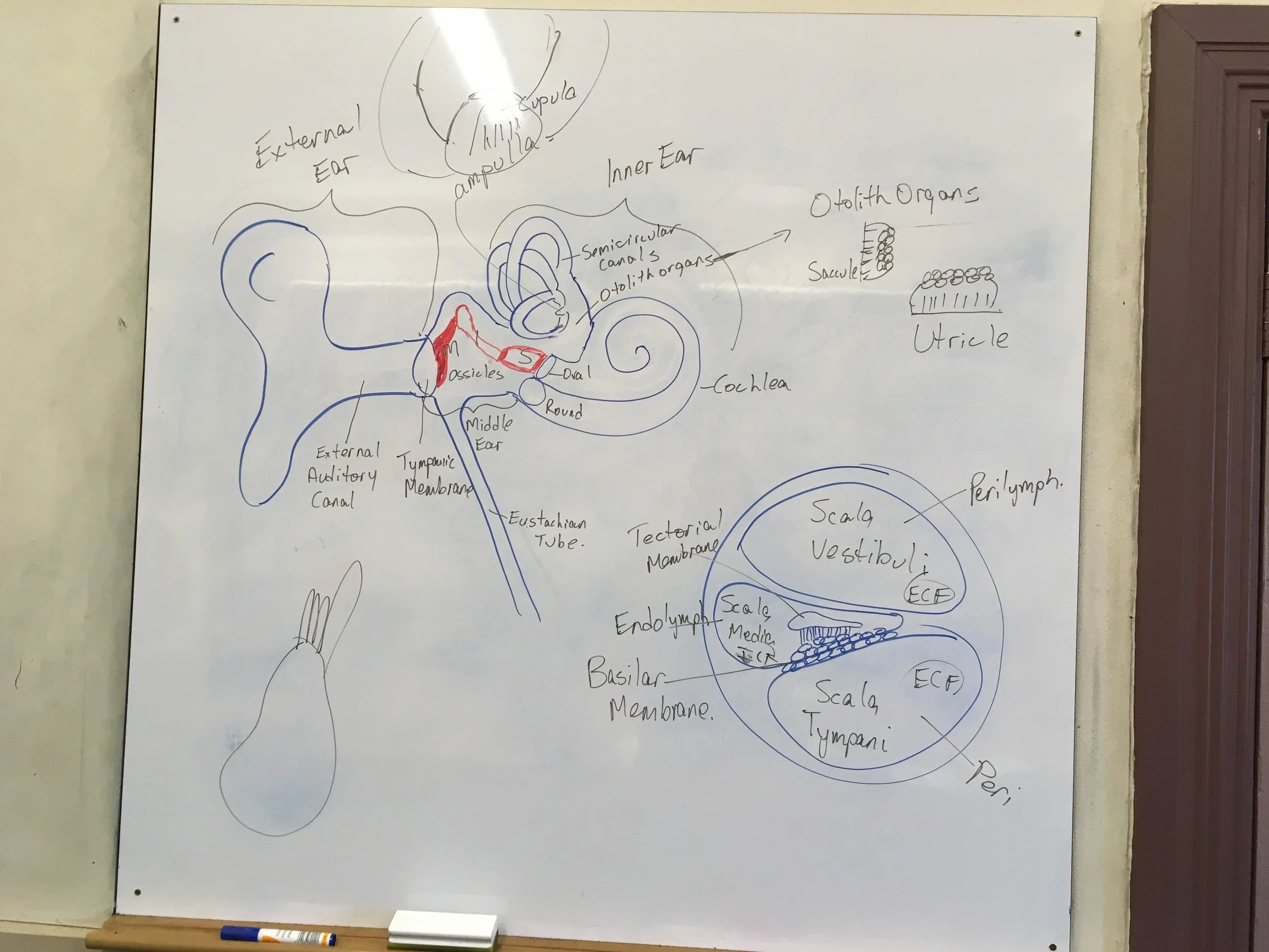 A whiteboard with a detailed, colorful diagram of the inner ear anatomy and related structures, including labels for parts such as the ampulla, semicircular canals, utricle, saccule, cochlea, and other ear components, alongside smaller sketches of otolith organs.