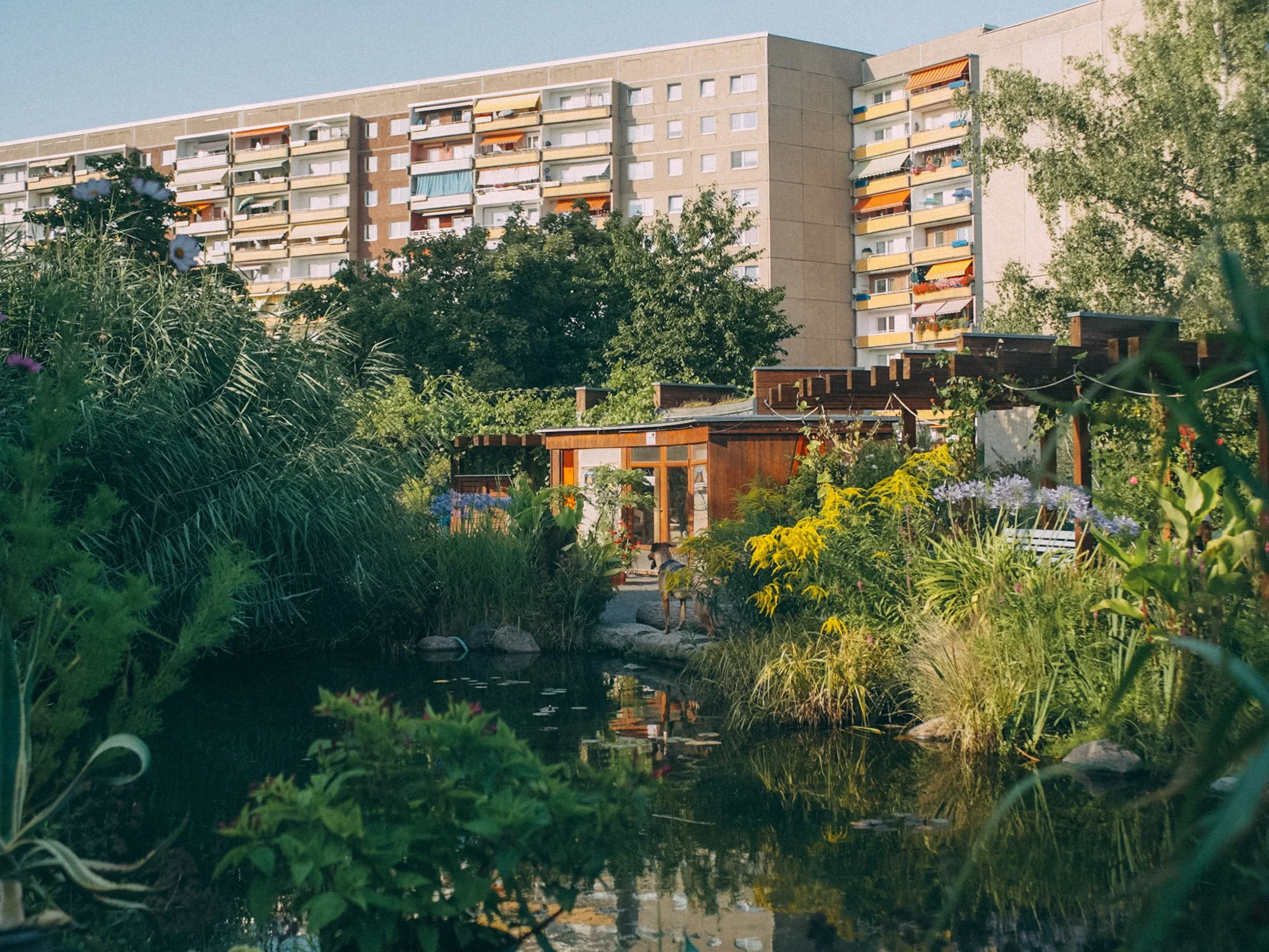 A garden with lush green plants and flowers surrounds a small pond with reflective water. In the background, there is a multi-story apartment building with balconies, some with colorful awnings and plants, against a clear sky.