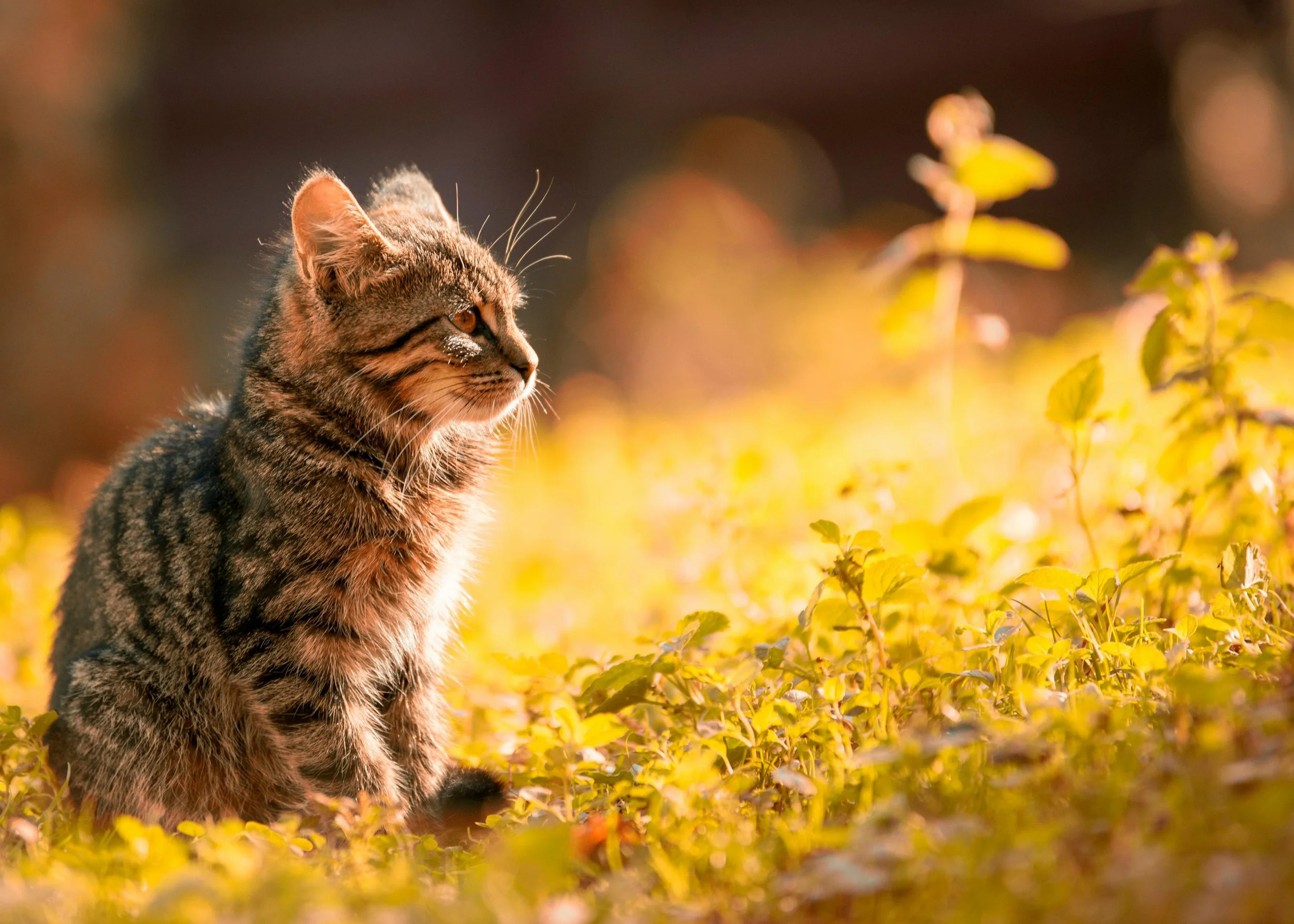 A young tabby cat sitting outdoors in golden sunlight among green foliage, looking to the left.