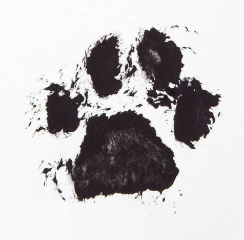 Cat ink paw print from crematorium. Given to families as a keepsake, we can incorporate this paw print into our photo pet cremation urns.