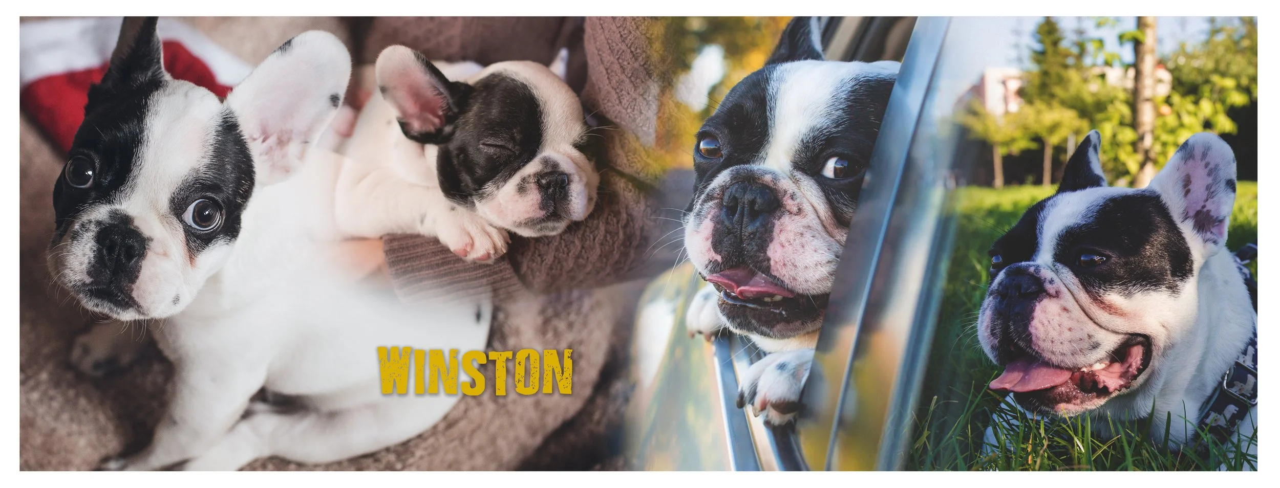 Photo of three adorable Boston Terrier puppies, with one inside and two outside. The puppy inside is lying on a brown blanket and has a black and white coat. One of the puppies outside is looking through a window with a happy expression, and the other is outdoors on grass with a similar black and white coat. The name "Winston" is displayed in yellow text on the image.
