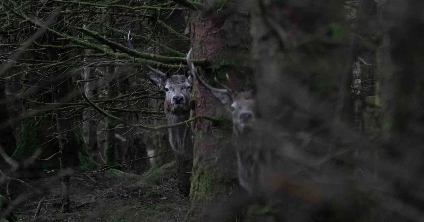 Scotland was beautiful. The two bucks is one of my favourite photos I've ever taken, it was pretty amazing seeing them looking back at you in the woods.. 
#visitscotland #deer #glencoe #kelpies #stirlingcastle #eileandonancastle