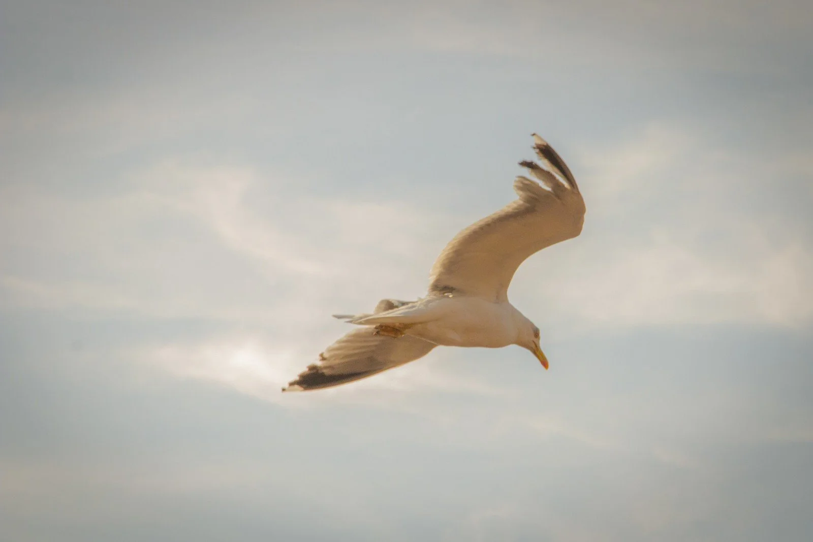 A seagull flying in the sky with a background of clouds.