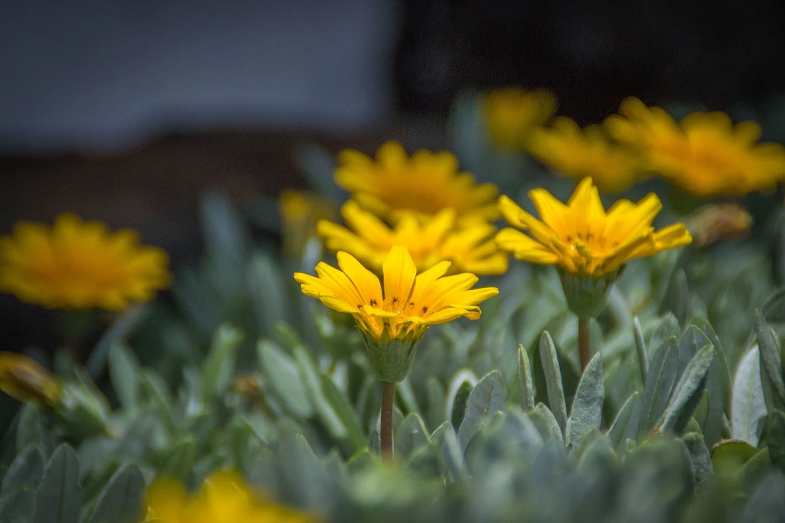 Close-up of yellow flowers with green leaves, blurry background.