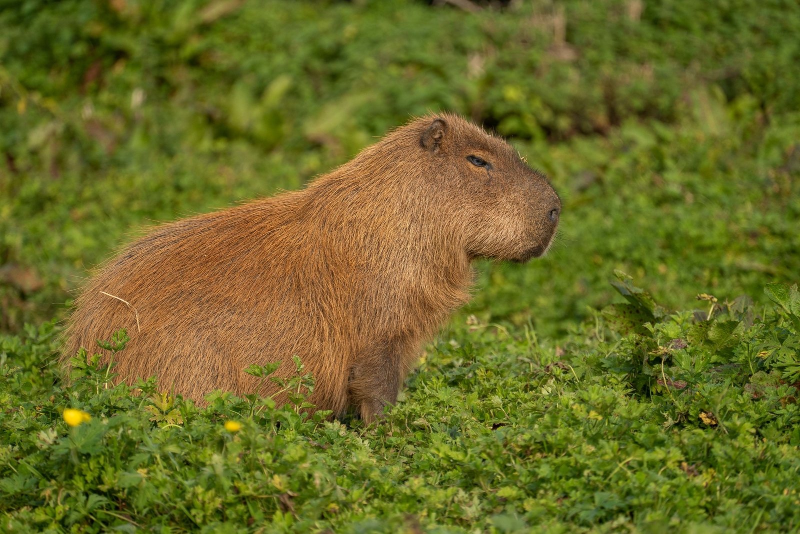 A capybara sitting in green grass with small yellow flowers, facing to the right.
