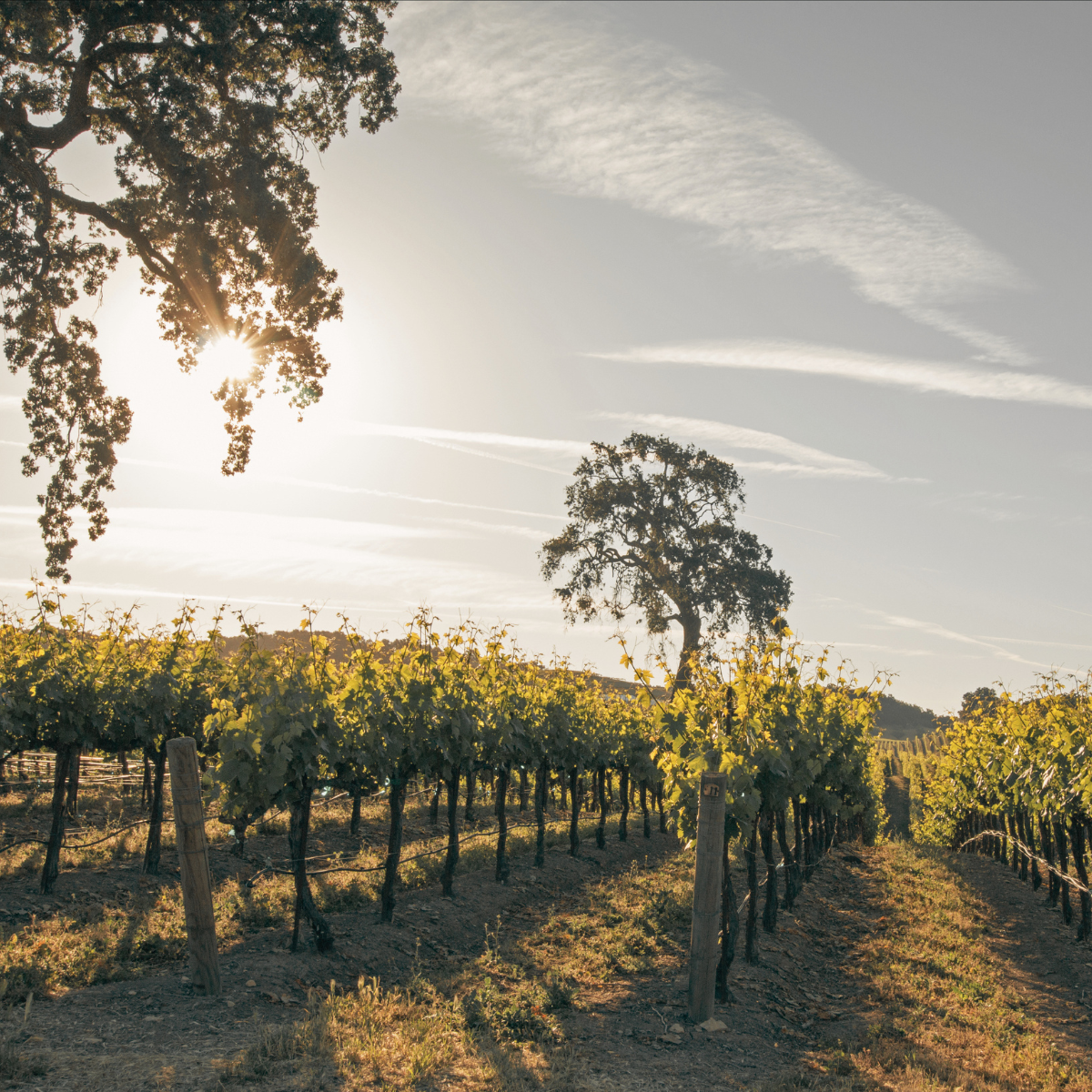 A vineyard with rows of grapevines under a bright sun in the sky, with a few trees and clouds in the background.