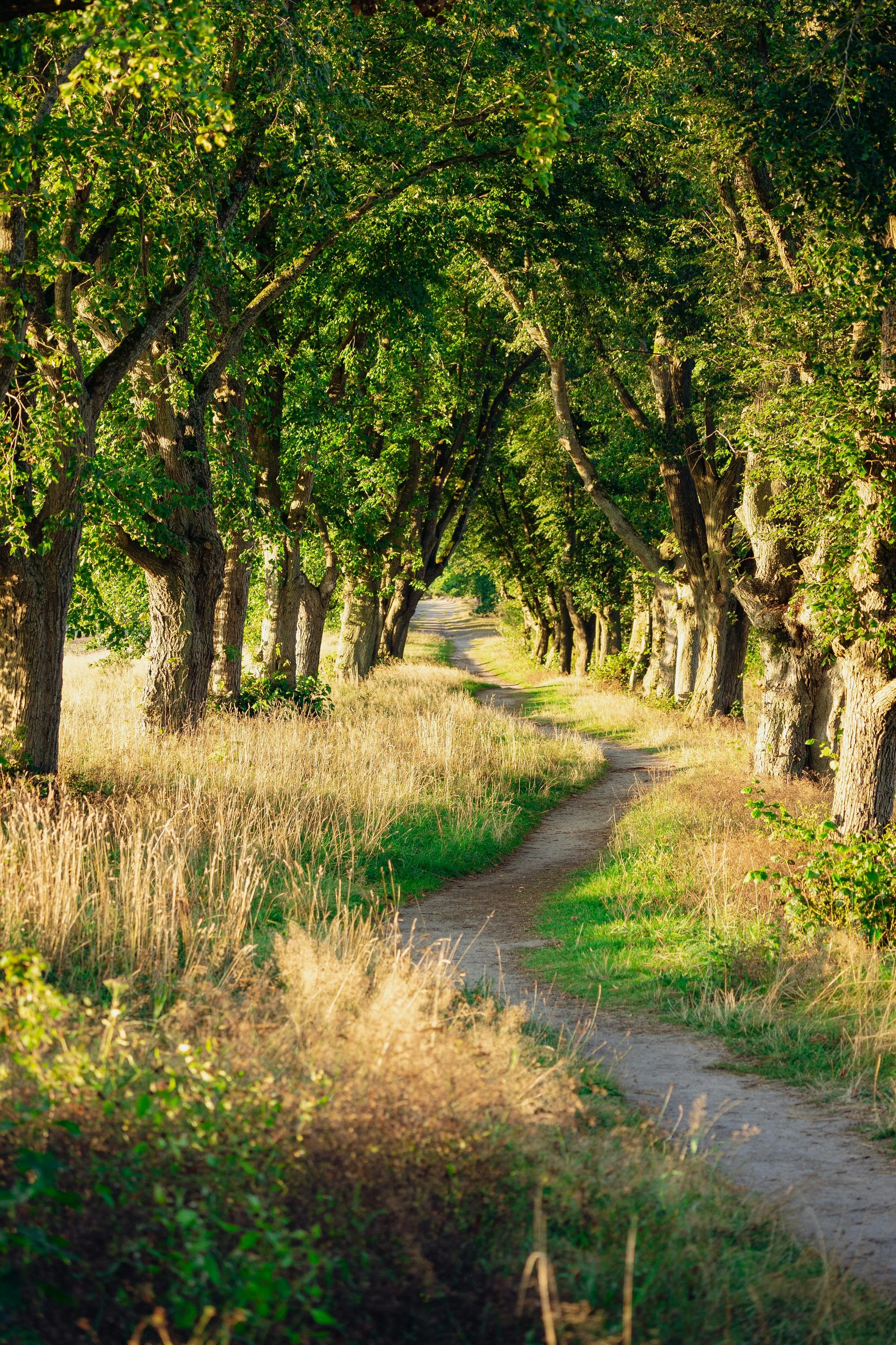 A dirt path running through a tree-lined countryside with green leaves and tall grasses.