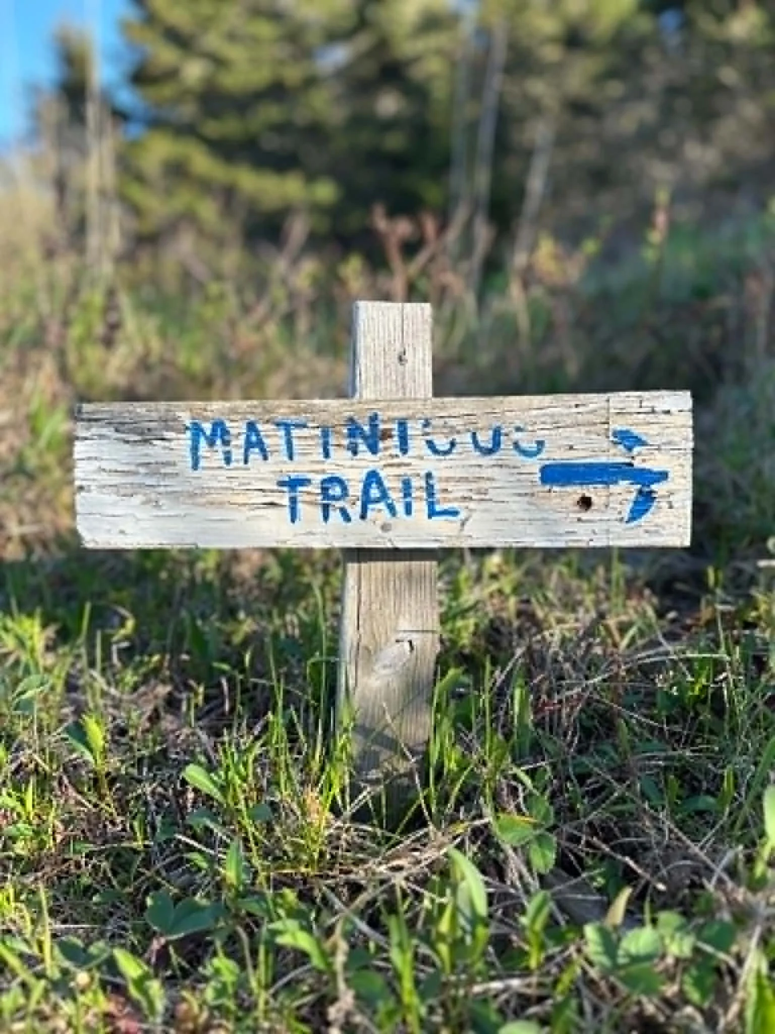 Wooden trail sign reading 'matinicus trail' with green grass and plants at the base, blurry background of trees and foliage.