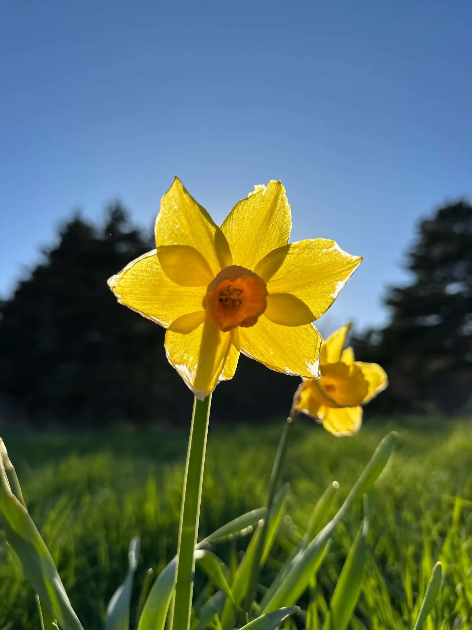 Close-up of a yellow daffodil flower with sunlight shining through its petals, set against a blue sky and dark trees in the background.