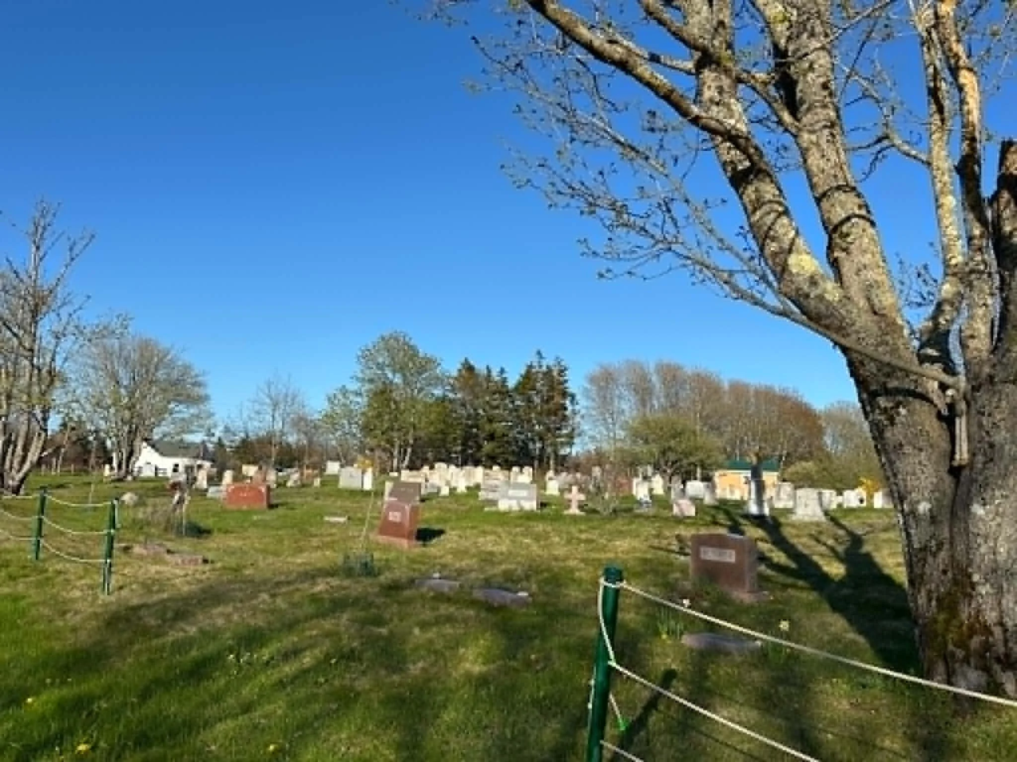 A cemetery with tombstones and a large deciduous tree with no leaves, under a clear blue sky.