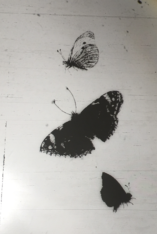 Butterflies.png