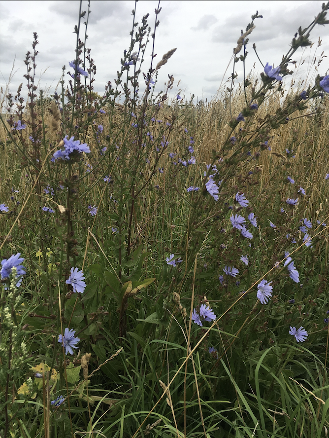 chicory.png