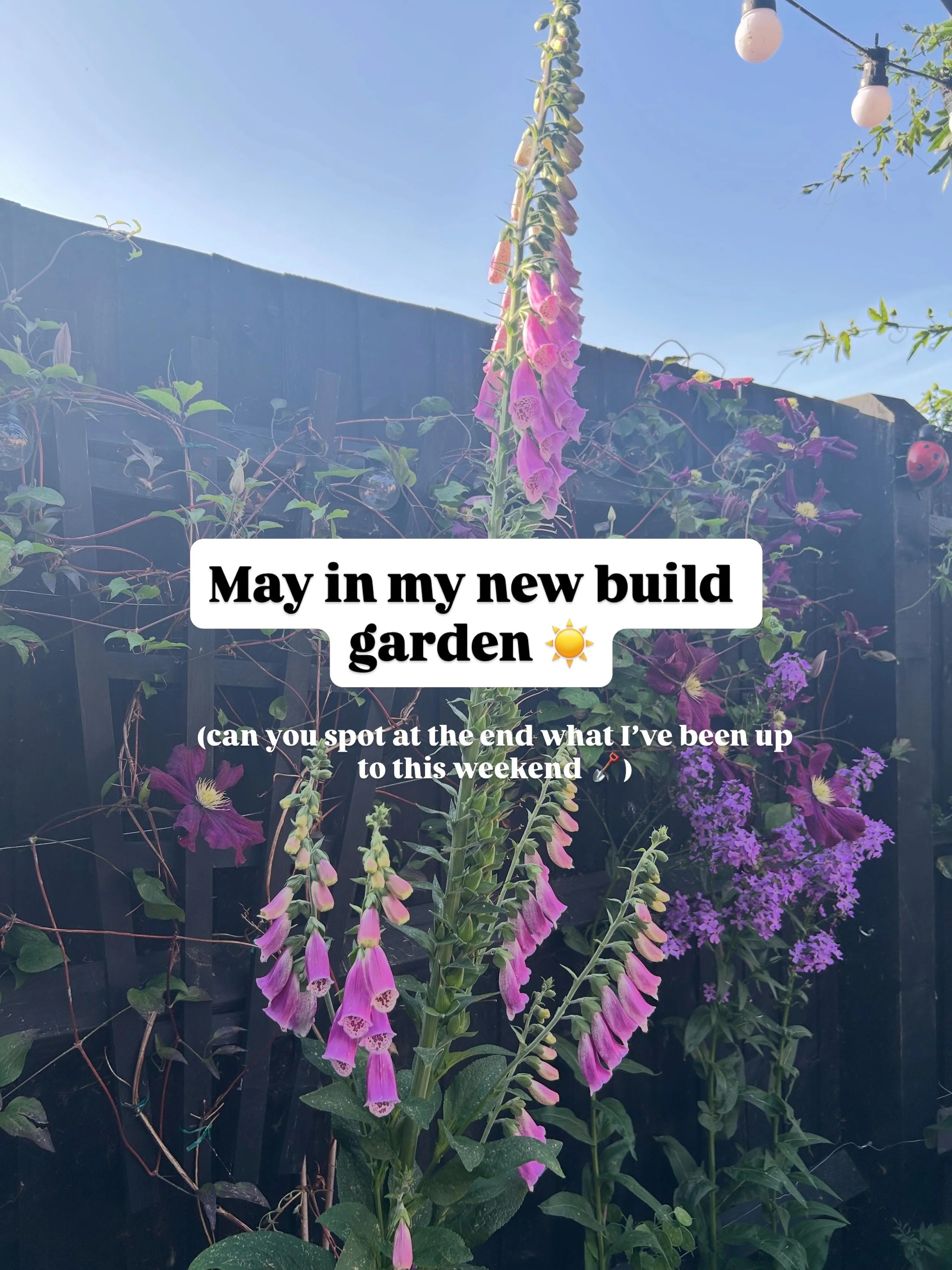 May bank holiday weekend ☀️ the garden is looking more and more colourful everyday! I think it&rsquo;s time to sit and enjoy the evening with a glass of🍷

Yes the Dahlia&rsquo;s are out&hellip;🙌🏻 👀

#newbuildgarden #gardening #newbuildinspo #poll