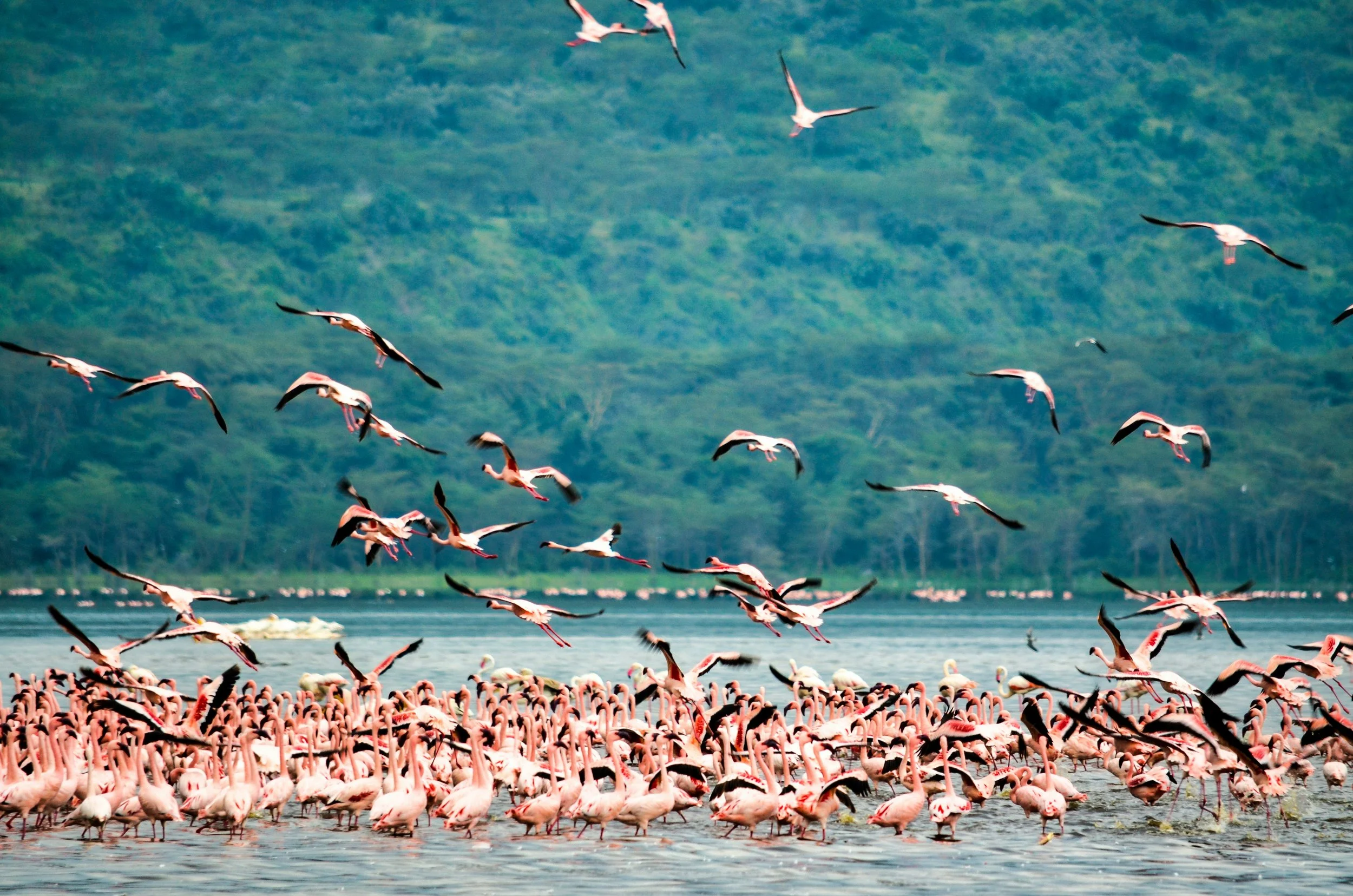Lake in Kenya covered in pink birds